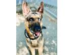 Adopt Jackson King Feed X 2 a German Shepherd Dog