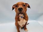 Adopt 56003208 a Pit Bull Terrier, Mixed Breed