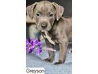Adopt Greyson a Pit Bull Terrier