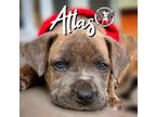Adopt Atlas "Aang" Angel a Pit Bull Terrier, Mixed Breed