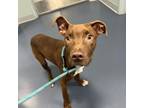 Adopt Auggie a Pit Bull Terrier