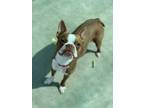 Adopt Stormrunner a Boston Terrier, Mixed Breed
