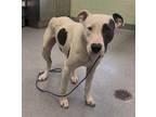 Adopt Rocky a Pit Bull Terrier, Mixed Breed