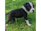 Boxer Puppy for sale in Cherokee, AL, USA