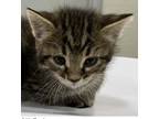 Adopt TOULOUSE a Domestic Short Hair
