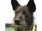 Adopt SCOTTY a Scottish Terrier, Mixed Breed