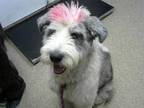 Adopt WEDNESDAY a Old English Sheepdog, Mixed Breed
