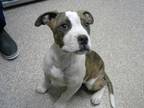 Adopt ROCKY a Boxer, Mixed Breed