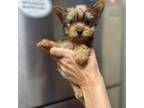 Yorkshire Terrier Puppy for sale in Delhi, CA, USA