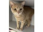 Adopt Mohawk * Bonded With Blazer a Domestic Short Hair