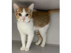 Adopt Blazer * Bonded With Mohawk a Domestic Short Hair