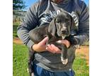Great Dane Puppy for sale in Chickasha, OK, USA