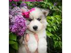 Siberian Husky Puppy for sale in Missoula, MT, USA