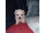 Maltipoo Puppy for sale in Magee, MS, USA
