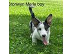 Bronwyns Merle boy