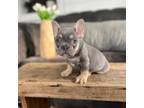 French Bulldog Puppy for sale in Springfield, OH, USA