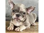 French Bulldog Puppy for sale in Springfield, OH, USA