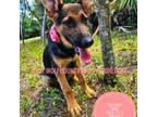 German Shepherd Dog Puppy for sale in Palm Beach, FL, USA