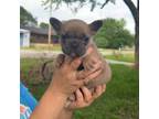 French Bulldog Puppy for sale in Durant, OK, USA