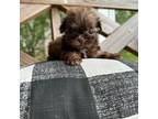 Shih Tzu Puppy for sale in La Vergne, TN, USA