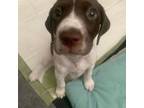 German Shorthaired Pointer Puppy for sale in Puyallup, WA, USA