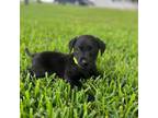 Labrador Retriever Puppy for sale in East Bernard, TX, USA
