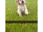 Cocker Spaniel Puppy for sale in Damascus, AR, USA