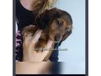 Dachshund Puppy for sale in Streetsboro, OH, USA