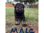 German Shepherd Dog Puppy for sale in Cordell, OK, USA