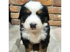 Bernese Mountain Dog Puppy for sale in Chapin, IL, USA