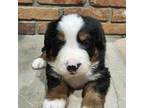 Bernese Mountain Dog Puppy for sale in Chapin, IL, USA