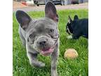 French Bulldog Puppy for sale in Whitehouse, OH, USA