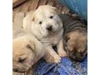 Chinese Shar-Pei Puppy for sale in Albuquerque, NM, USA