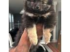 Pomeranian Puppy for sale in Fort Washington, MD, USA