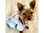 Yorkshire Terrier Puppy for sale in Middletown, NY, USA