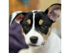 Adopt NY Bruno (Foster in Carmel) a Jack Russell Terrier, Mixed Breed