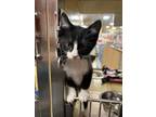 Adopt Saru a Domestic Short Hair