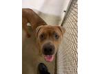Adopt Lord Byron a Pit Bull Terrier, Mixed Breed