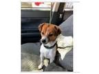Adopt SCOUT a Parson Russell Terrier