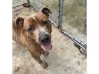 Adopt Hank a Pit Bull Terrier, Mixed Breed