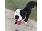 Adopt Darby a Pit Bull Terrier, Border Collie