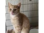 Adopt Phillies Cat UT a Domestic Short Hair