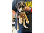 Adopt Conway a Shepherd, Mixed Breed