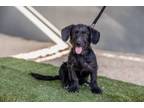 Adopt Oso a Yorkshire Terrier, Dachshund
