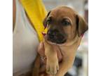 Adopt Coco a Mixed Breed, Labrador Retriever