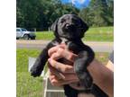 Adopt Cash a Black Labrador Retriever, Saint Bernard