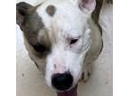 Adopt Cooper a Pit Bull Terrier, Mixed Breed