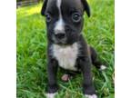 Boxer Puppy for sale in Cherokee, AL, USA