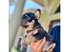 French Bulldog Puppy for sale in Loxahatchee, FL, USA