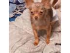 Chihuahua Puppy for sale in Poteet, TX, USA
